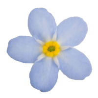 Myosotiis