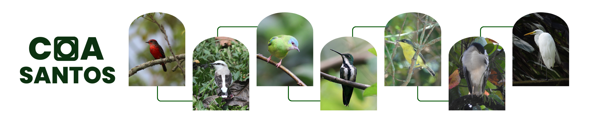 Clube de Observadores de Aves de Santos