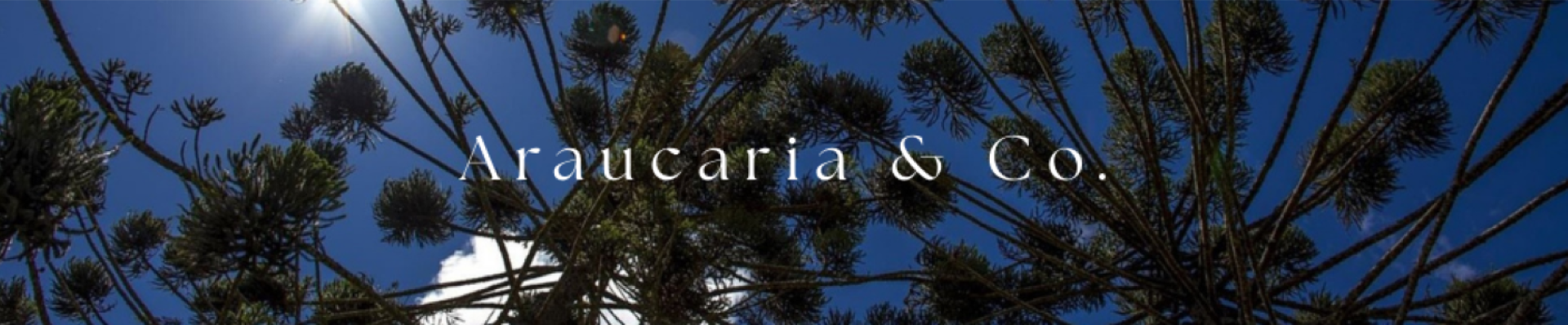 Araucaria CO.